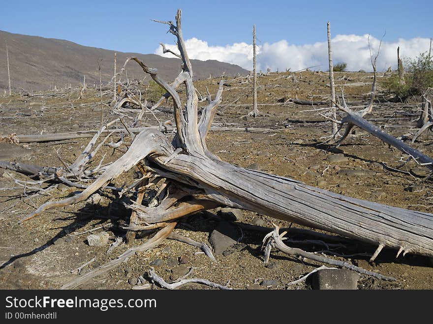 Dead trees. Northwest of Russia. Dead trees. Northwest of Russia