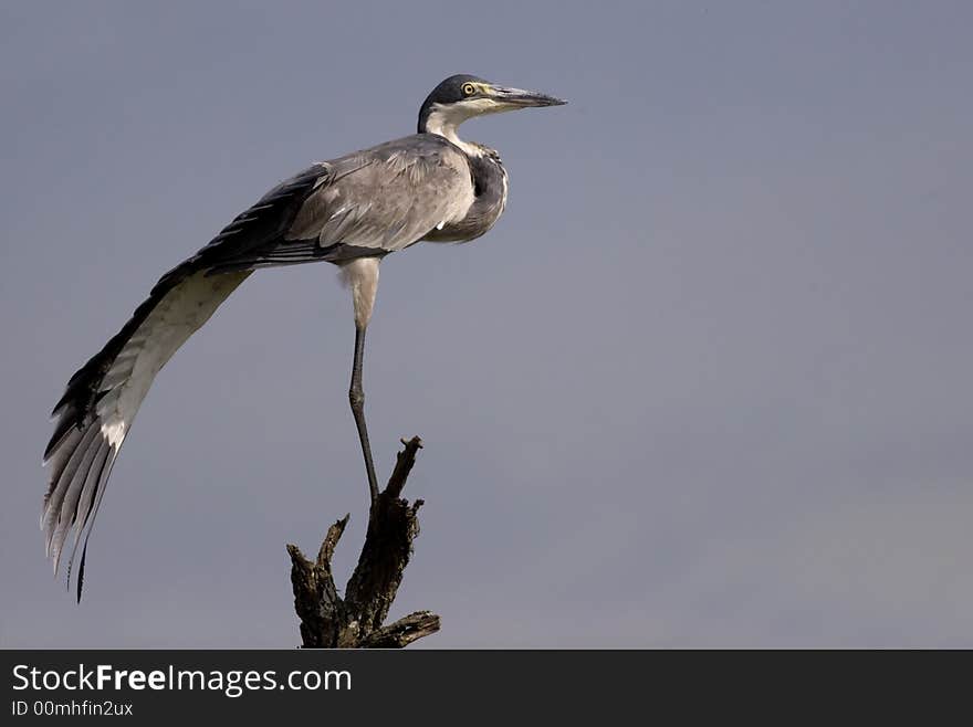 Black Headed Heron stretching before flight. Black Headed Heron stretching before flight