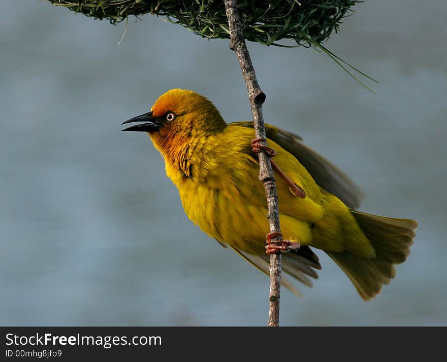 Cape Weaver