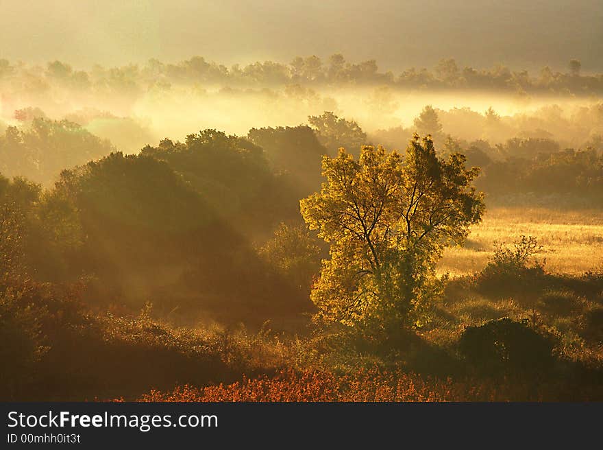 Tree in nature at the early hours of a gently foggy warm fall day. Tree in nature at the early hours of a gently foggy warm fall day.