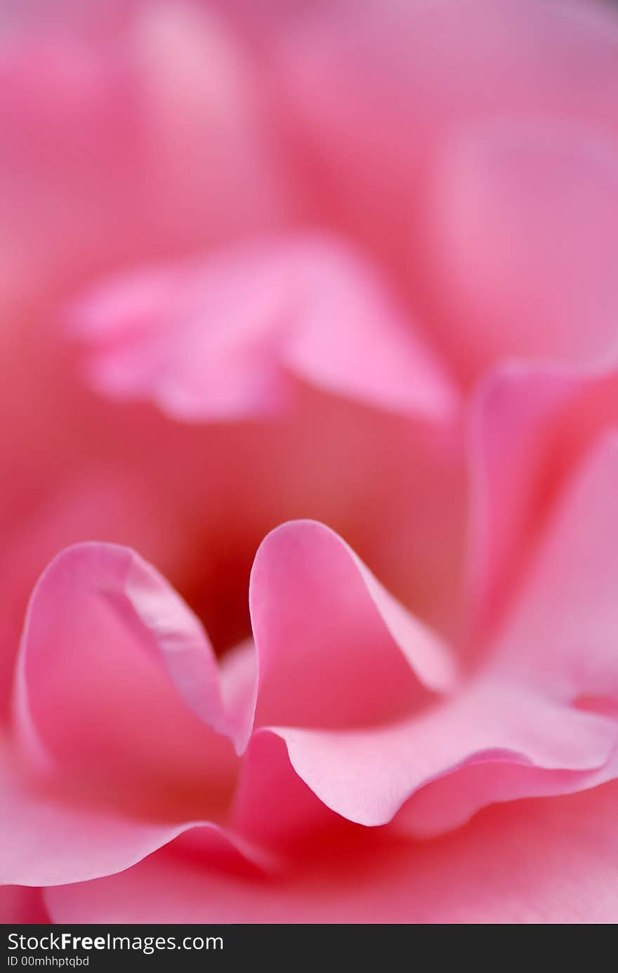 Close up photography of petals of a flower. Close up photography of petals of a flower