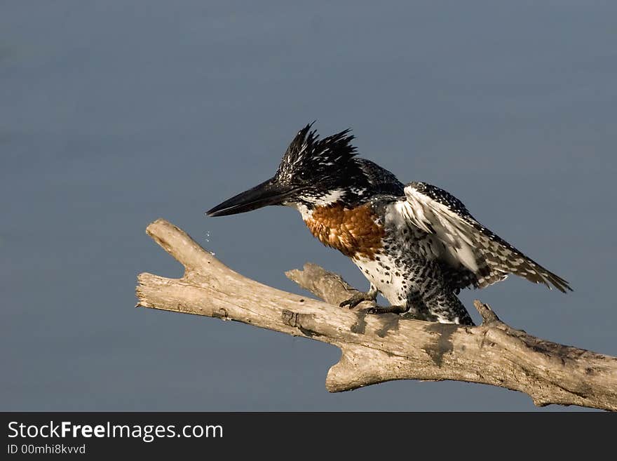 Giant Kingfisher