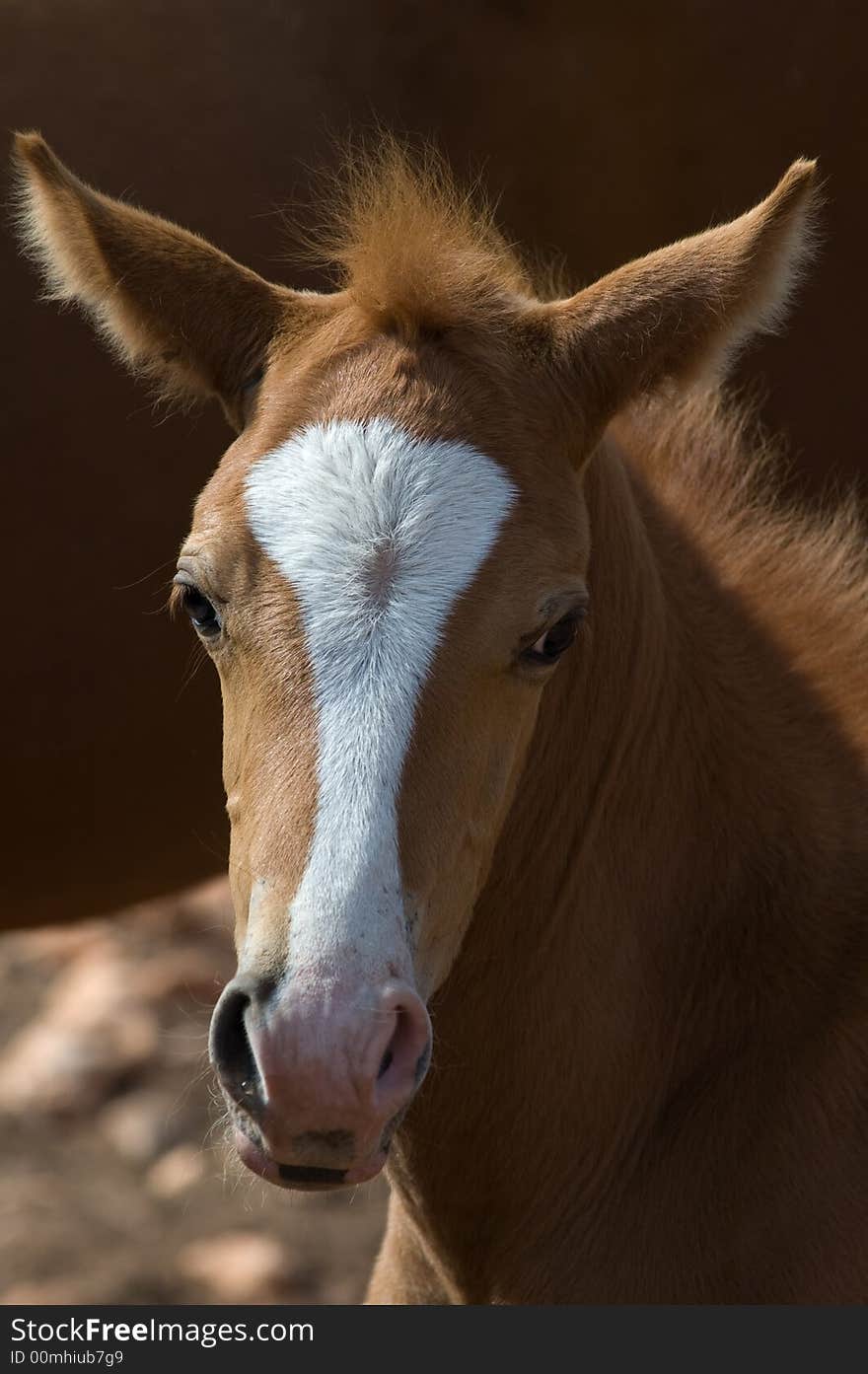 Ruddy foal head in sunlight rays