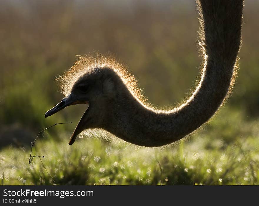 Back lite ostrich taken in the early morning.