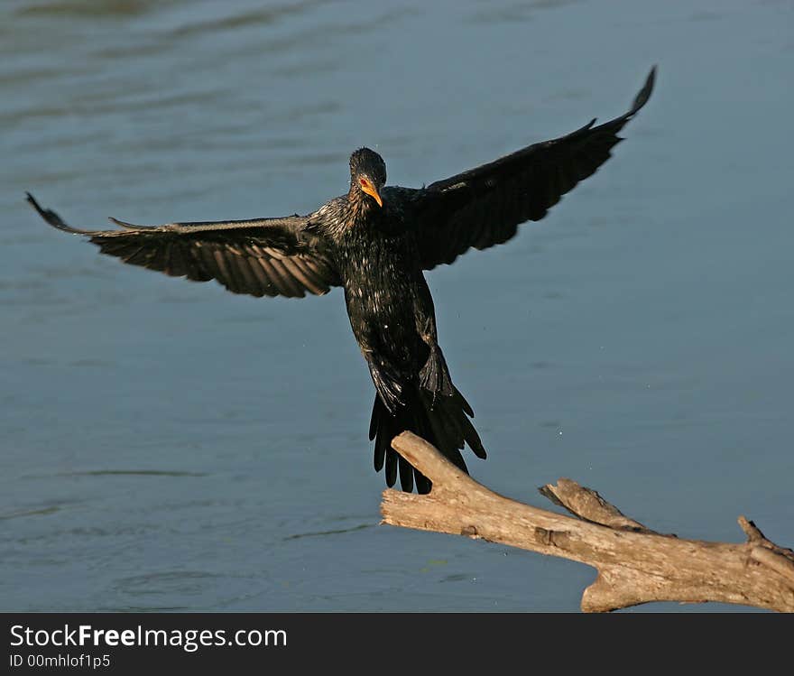 Reed Cormorant