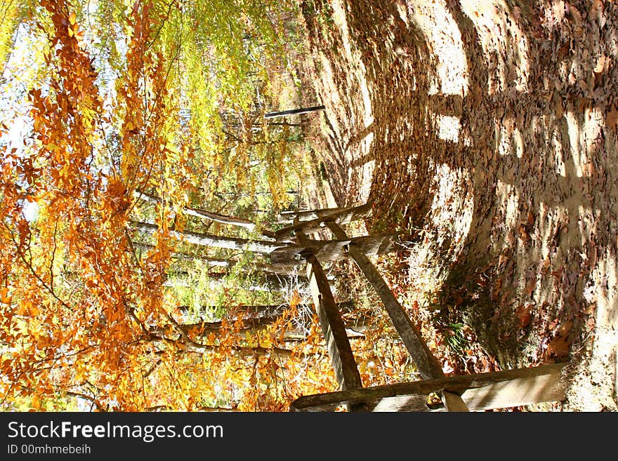 Fall path in Indiana