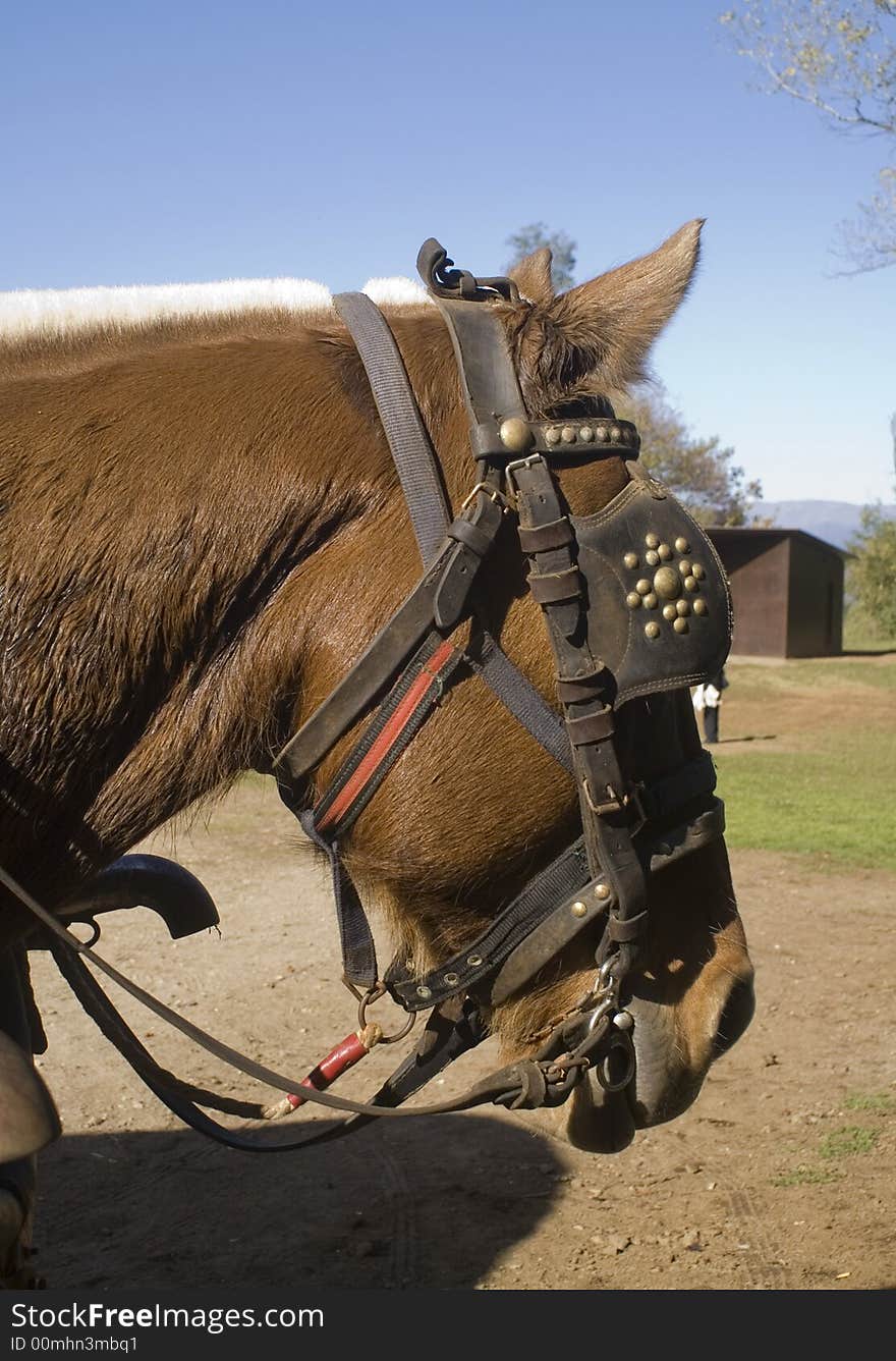 Portrait of a brown horse. Portrait of a brown horse