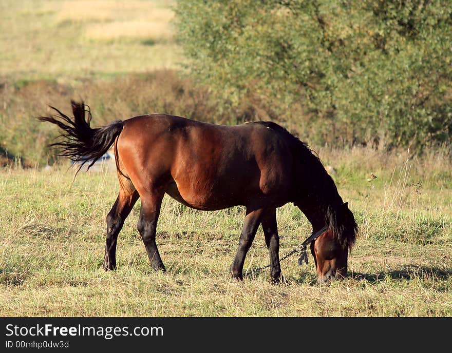 Horse is grazing in the village field. Horse is grazing in the village field