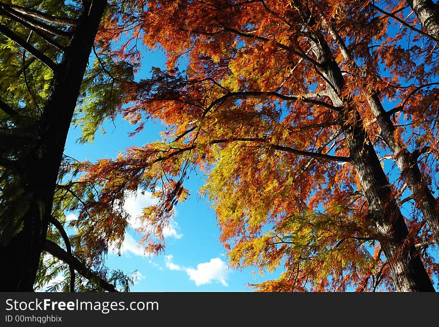 Autumn Tree