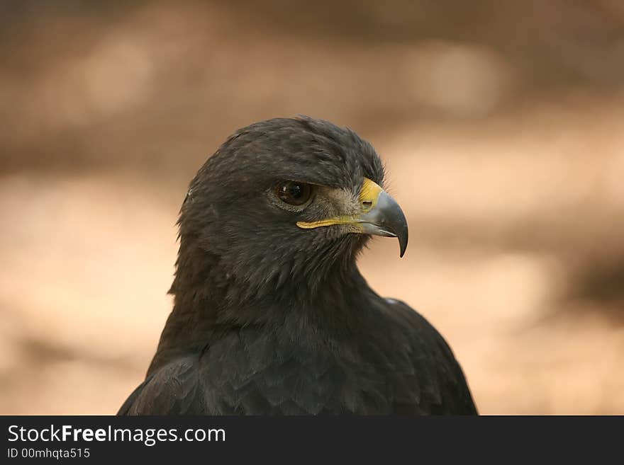 Eurasian Eagle