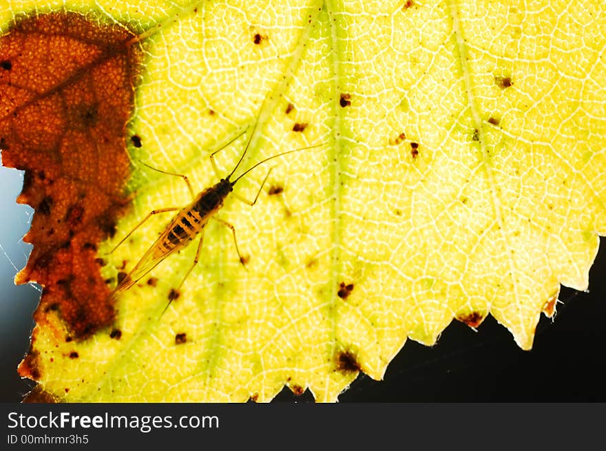 Insect on a leaf