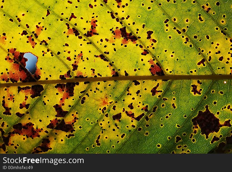 Chestnut leaves