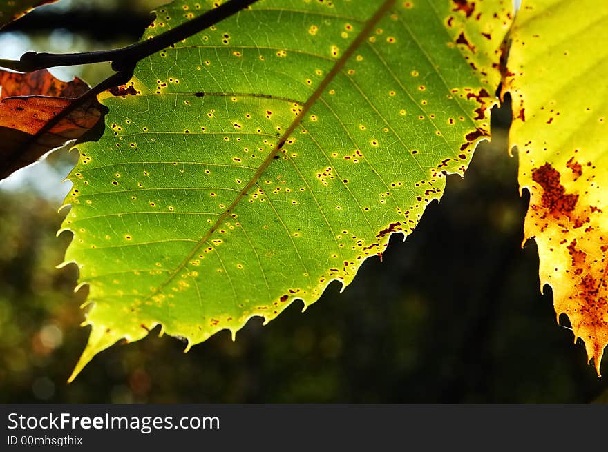 Close-up photo of Sweet Chestnut leaf. Close-up photo of Sweet Chestnut leaf