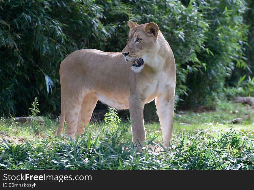 A female lion at the zoo.