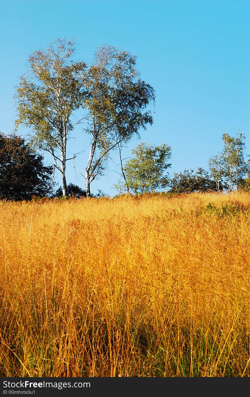 Country landscape during fall season. Country landscape during fall season