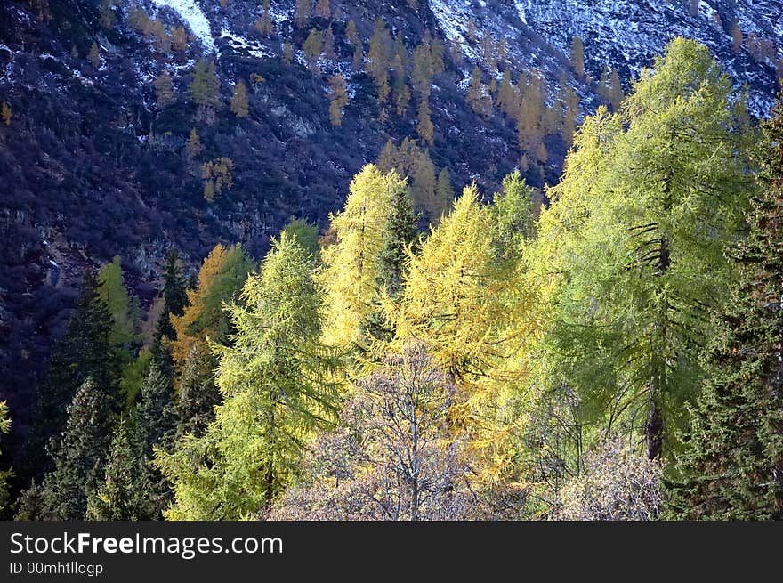 Changing colors in the Alps during early Fall; Italy. Changing colors in the Alps during early Fall; Italy.