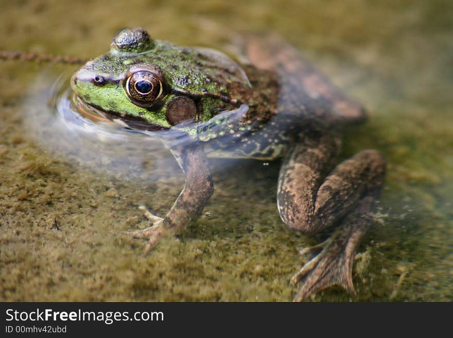 Frog with head sticking out of water. Frog with head sticking out of water