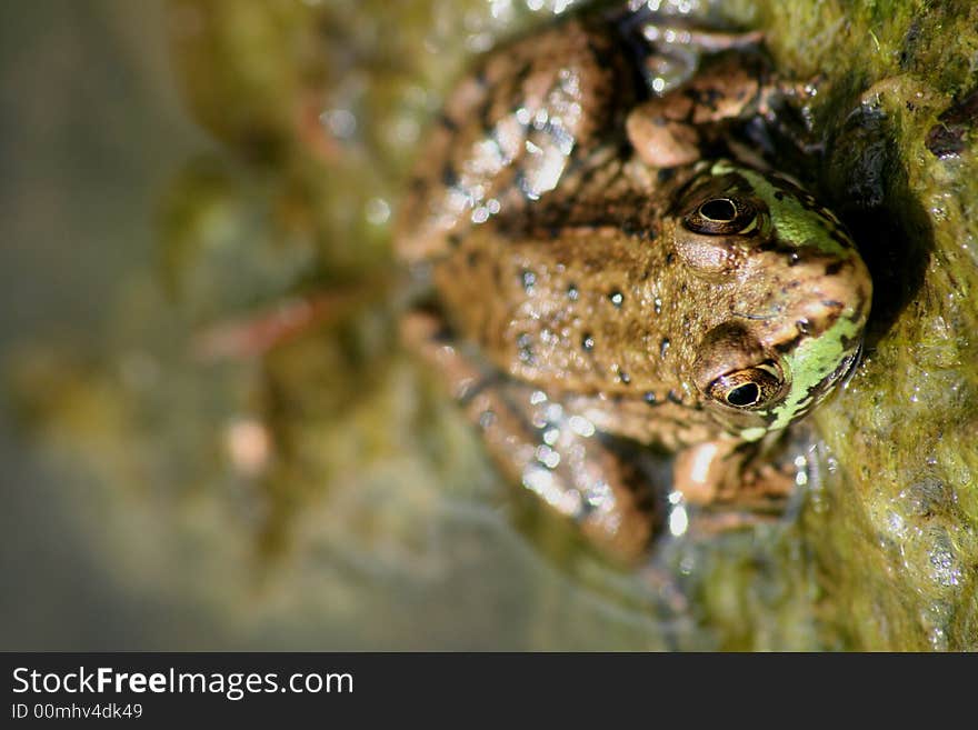 Frog with head sticking out of water. Frog with head sticking out of water