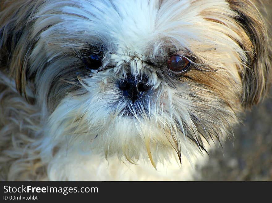 A dog is staring at the photographer who is taking its picture