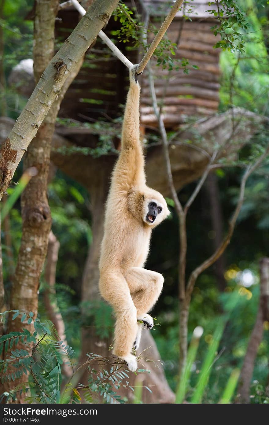 Image of gibbon in a zoo