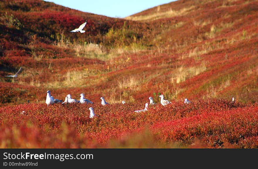 The birds