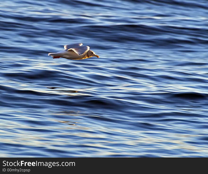 Seagull in flight across the water. Seagull in flight across the water