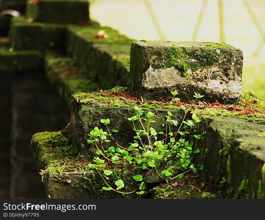 Moss and lichen in a corner. Moss and lichen in a corner