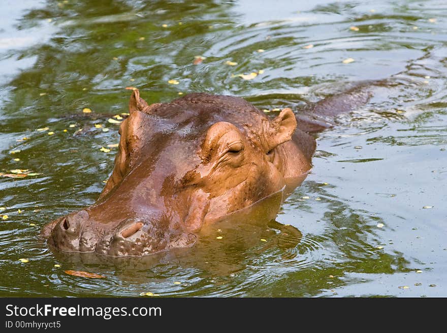 Hippopotamus