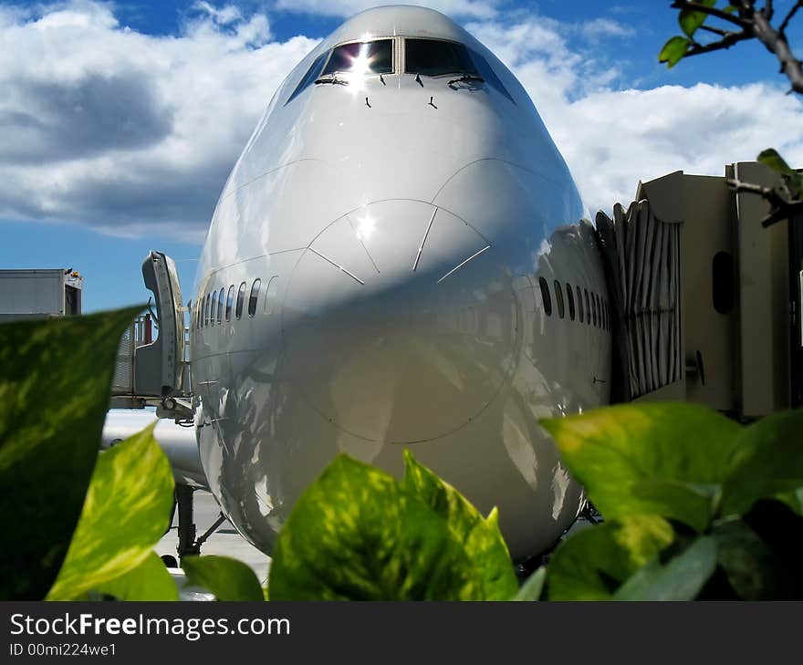 View from behind plants of nose of jumbo jet awaiting service. View from behind plants of nose of jumbo jet awaiting service