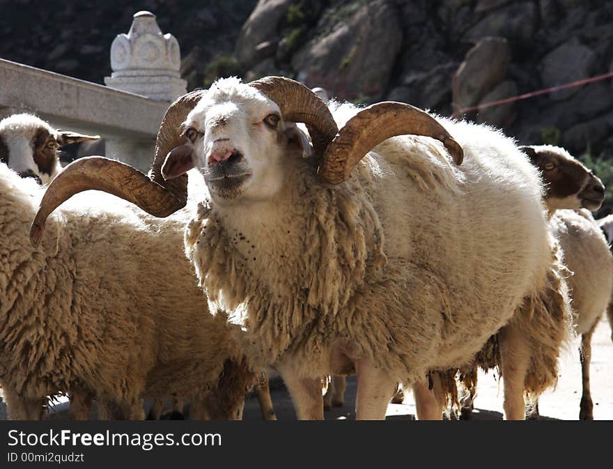 Crowd of white sheep was fed in Drepung Monastery. It's very beautiful. Crowd of white sheep was fed in Drepung Monastery. It's very beautiful.