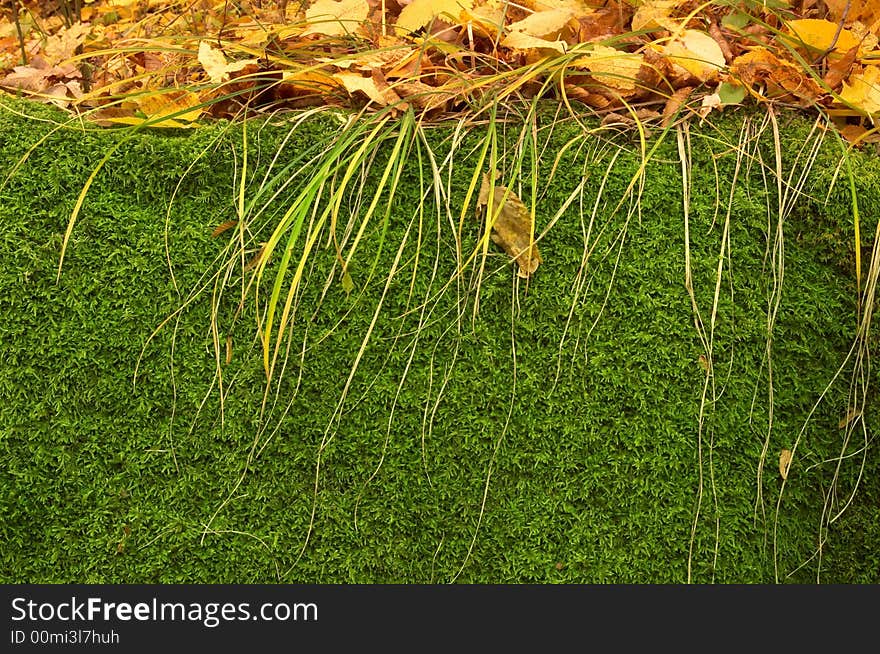 An image of green moss and yellow leaves. An image of green moss and yellow leaves