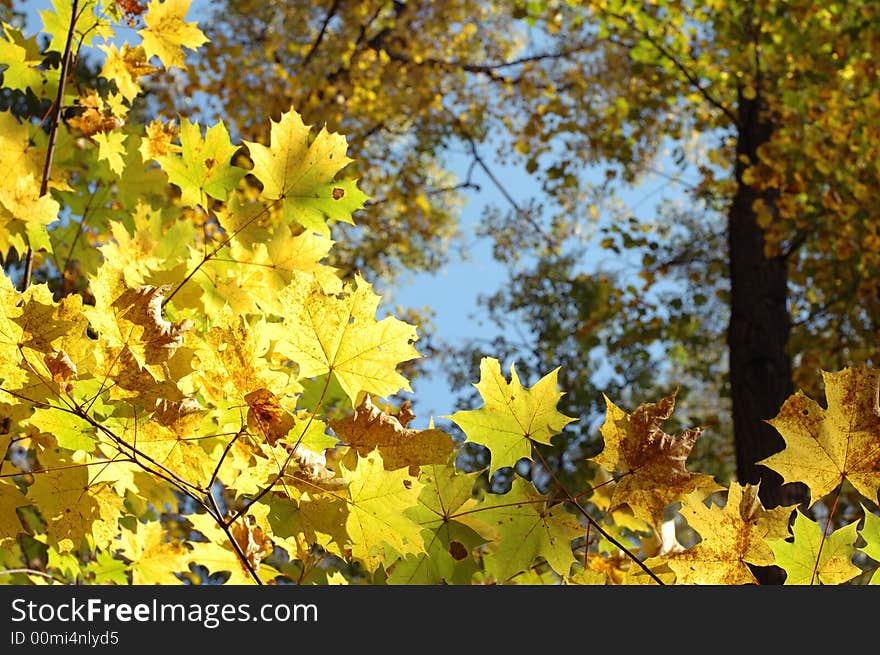 A green amd yellow maple in the foreground. A green amd yellow maple in the foreground