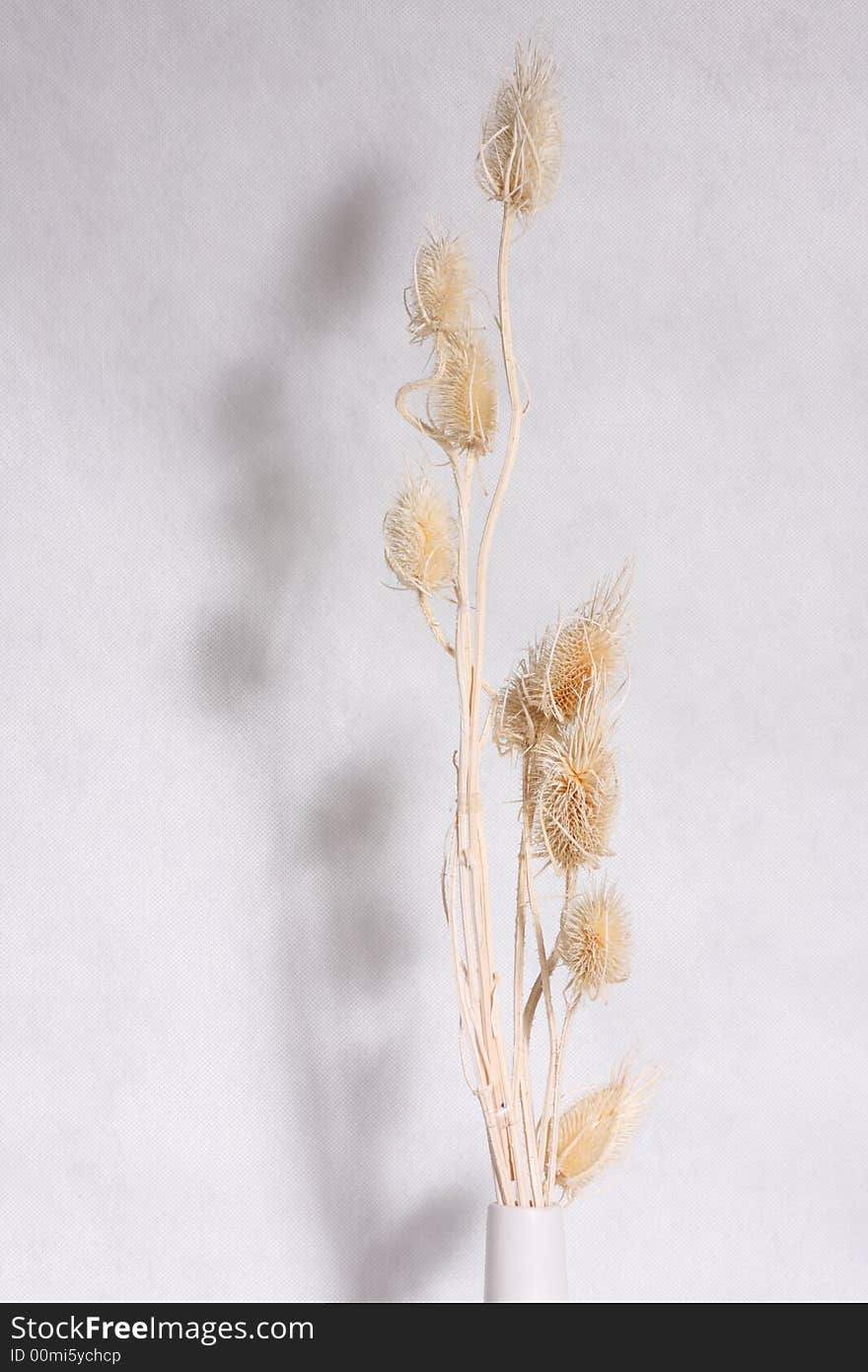 Dry flower