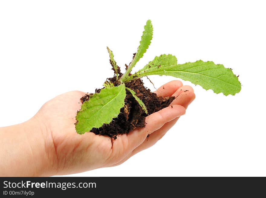 New life concept ( hand hold a new plant)