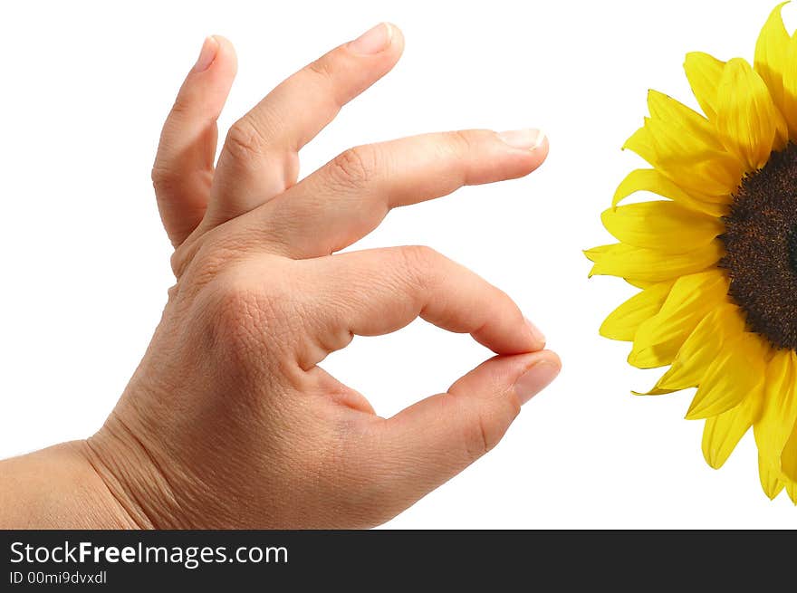 Sunflower and  male  hand in white