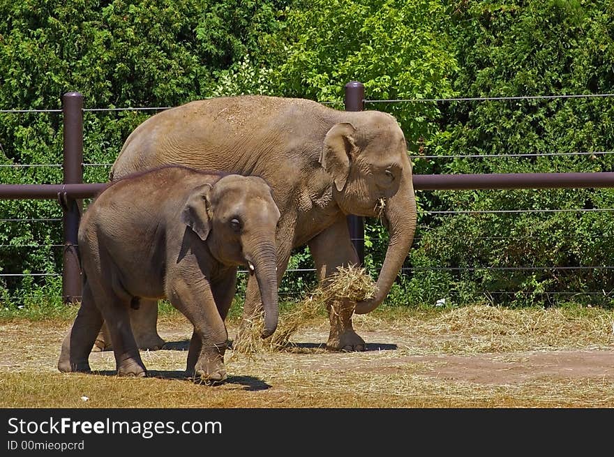 Mother and Baby Elephant