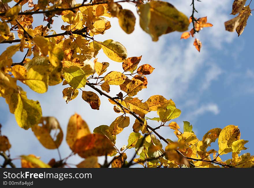 Aplle tree in autumn garden. Aplle tree in autumn garden