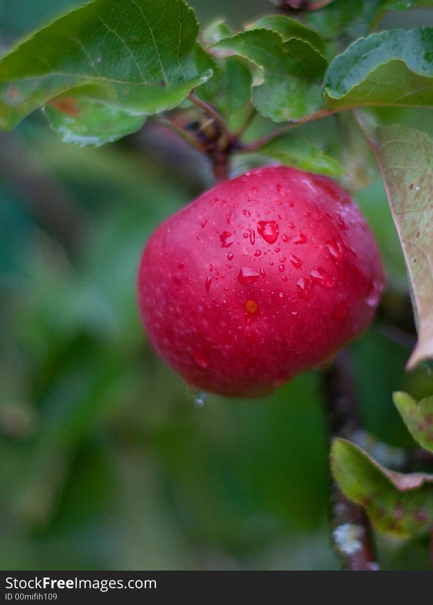 Red apple in the autumn garden