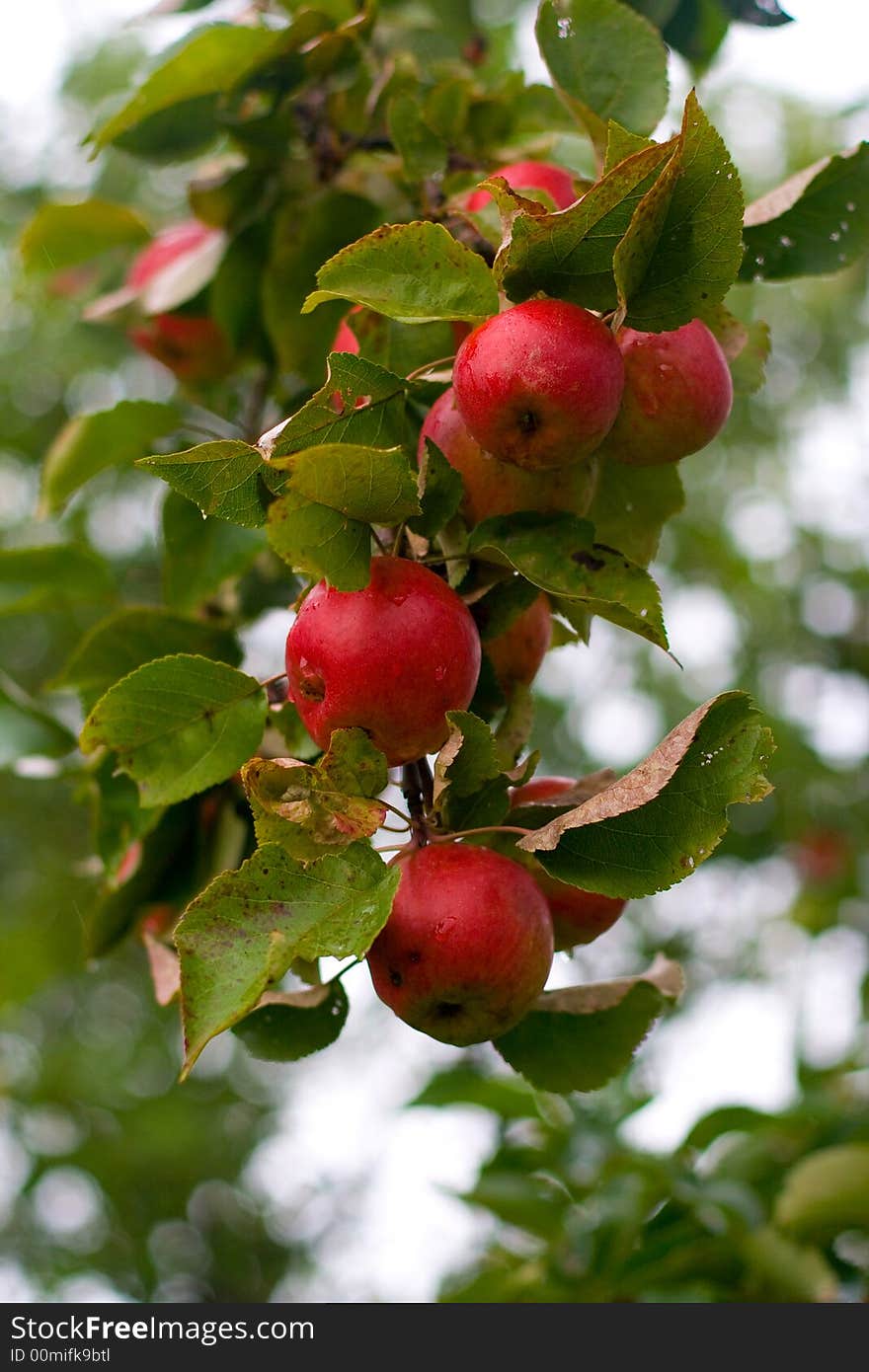 Red apples in the autumn garden