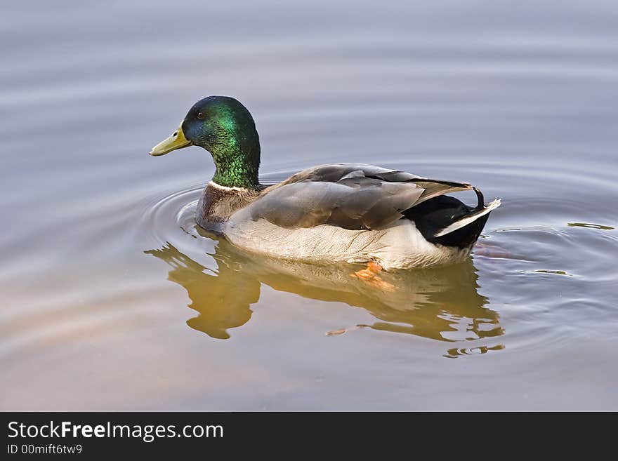 Mallard Looking