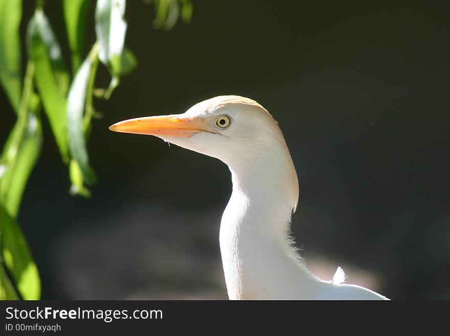 Water bird