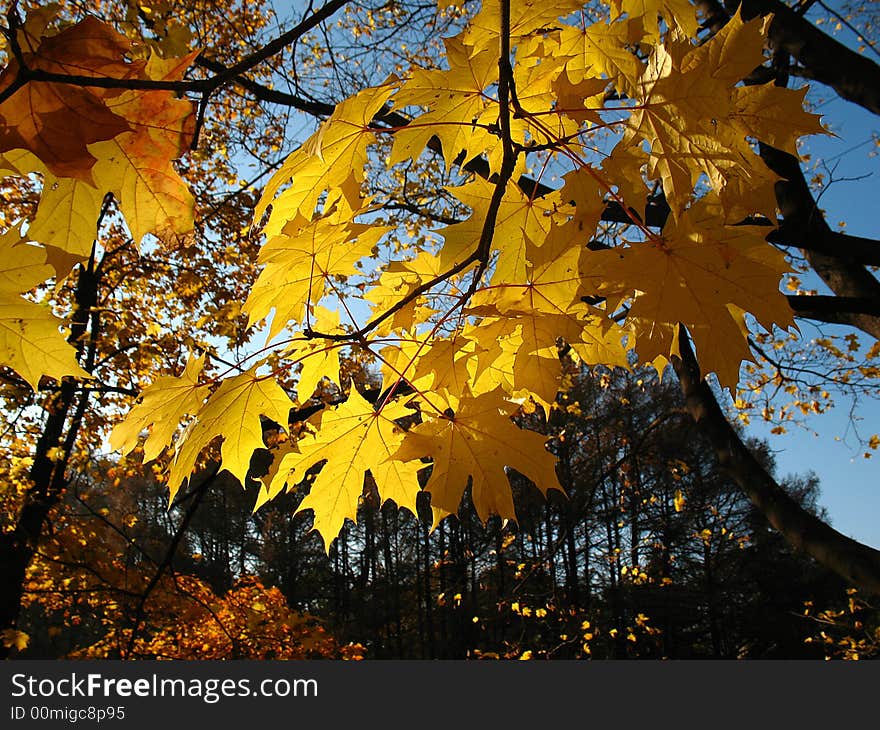 Yellow maple leaves foretell winter. Yellow maple leaves foretell winter