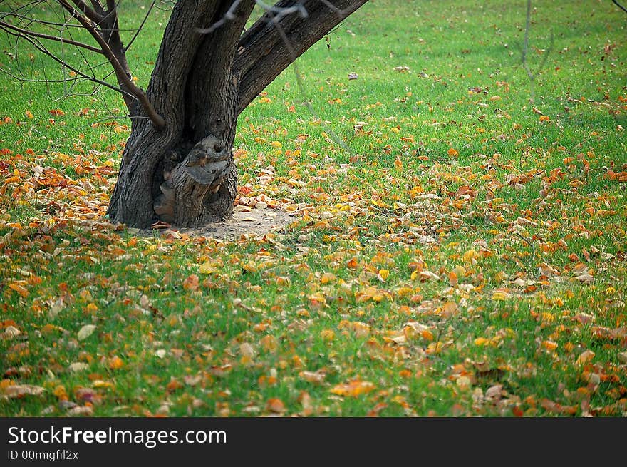 Fallen leaves on grass field in autumn. Fallen leaves on grass field in autumn.