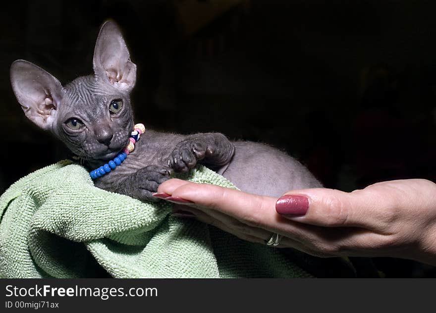 Kitten sphinx