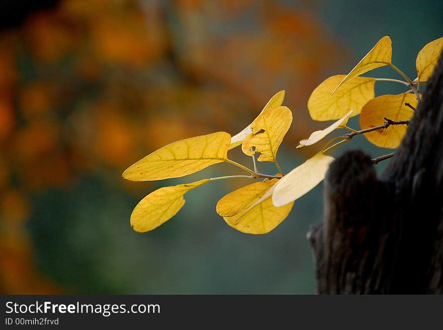 Leaves changing color in autumn. Leaves changing color in autumn