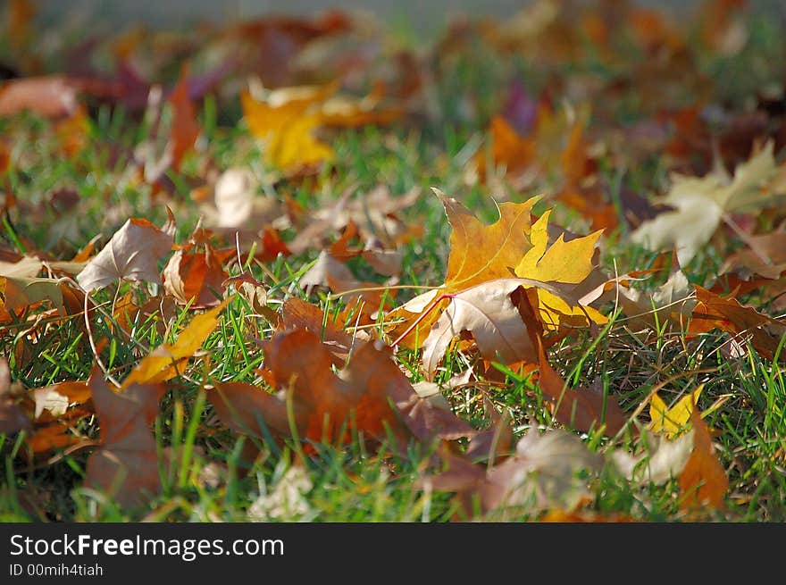 Fallen leaves on grass field in autumn. Fallen leaves on grass field in autumn