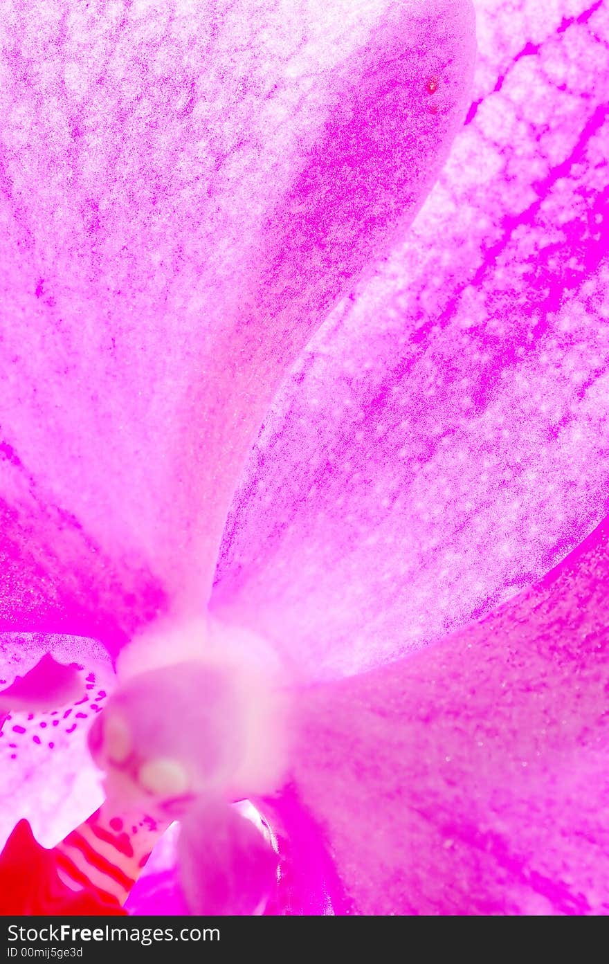 Close-up of orchid flower