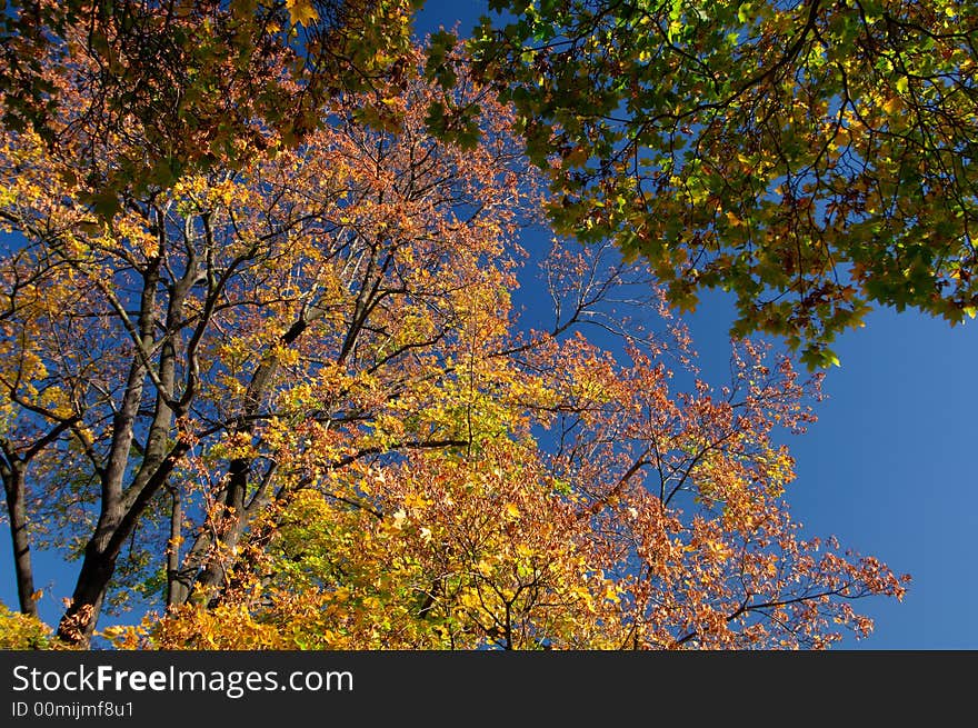 Colored autumn foliage with dark blue sky