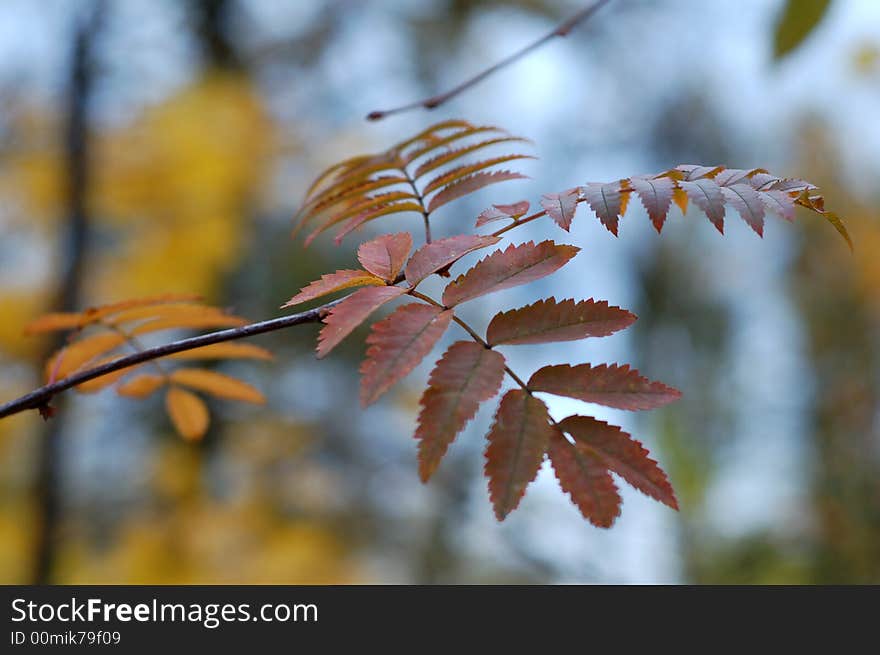 The branch of tree with yellow leaves