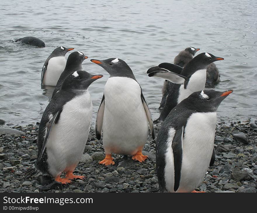 Gentoo penguins